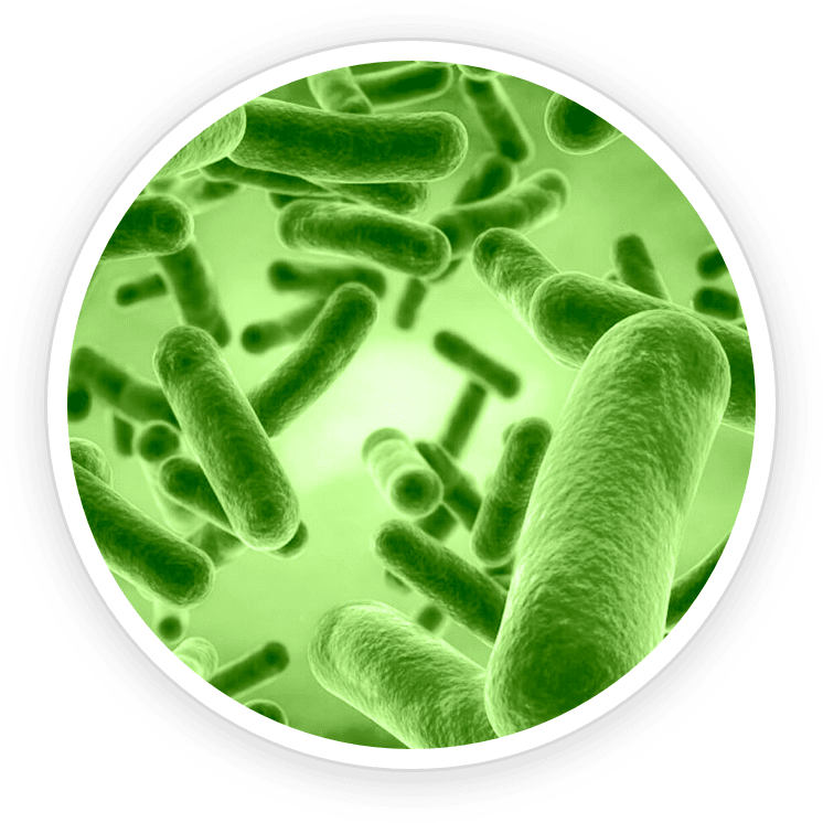 PrimeBiome Ingredients1