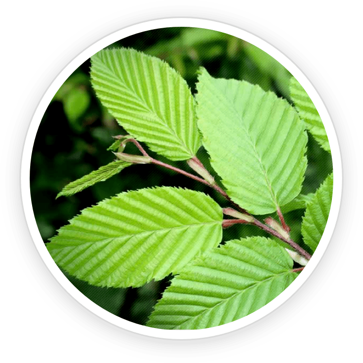 PrimeBiome Ingredients-10
