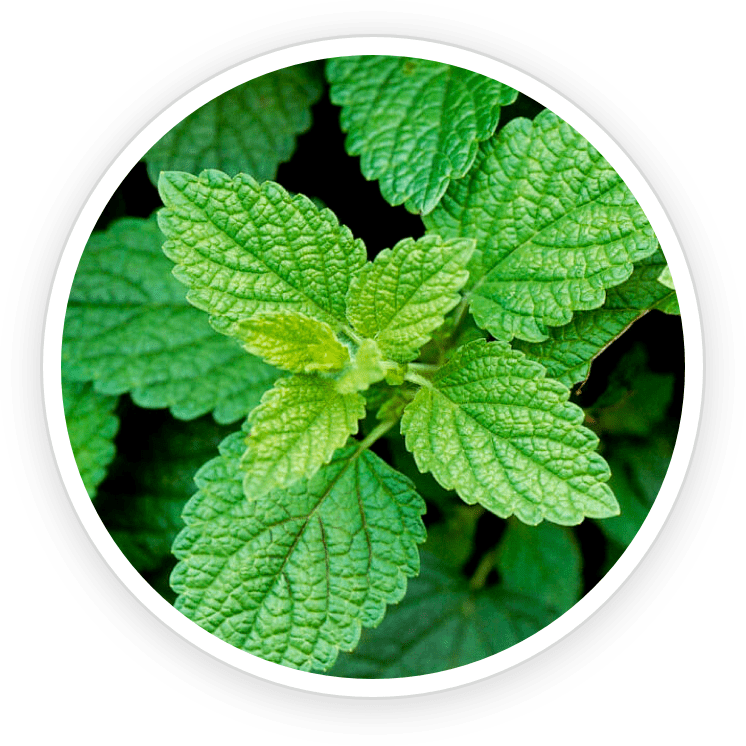 PrimeBiome Ingredients7