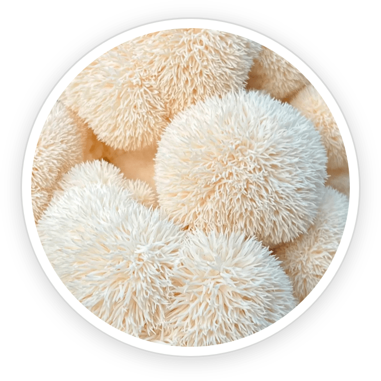 PrimeBiome Ingredients9